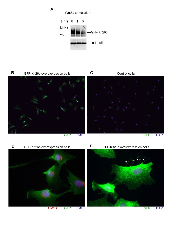 Figure 3—figure supplement 2.