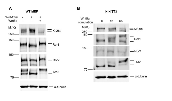 Figure 3—figure supplement 1.