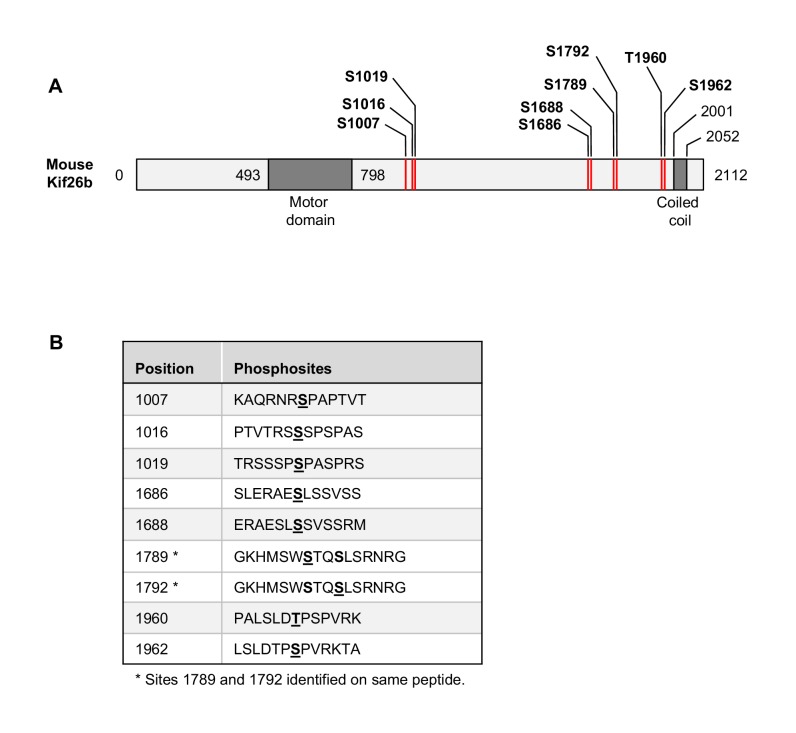 Figure 1—figure supplement 2.