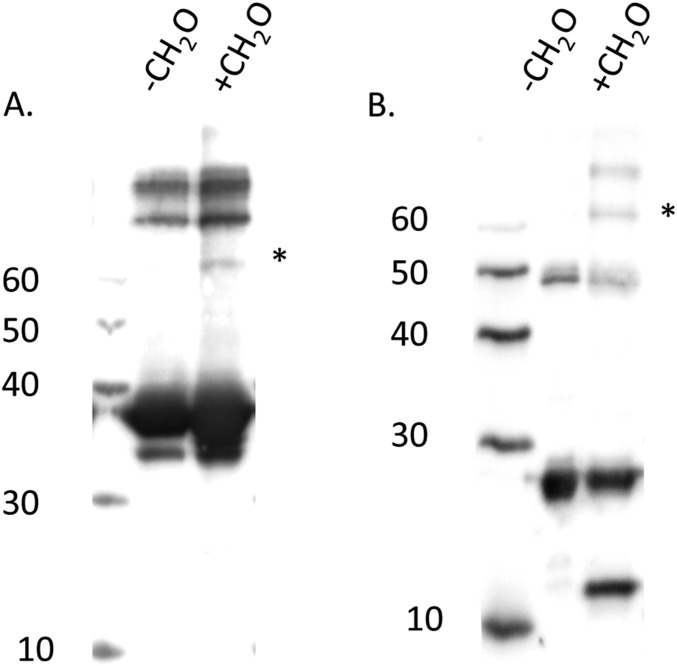 Fig. S5.