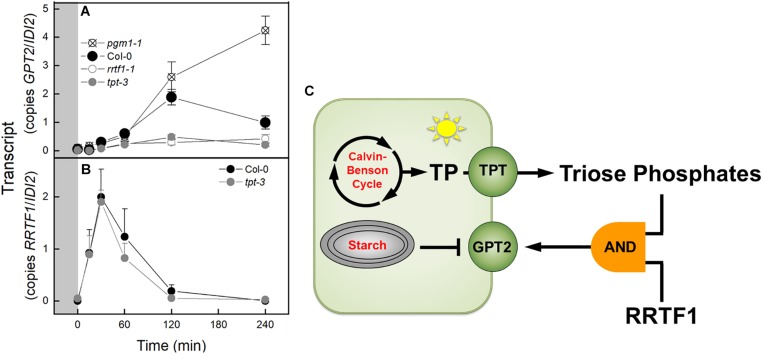 FIGURE 7