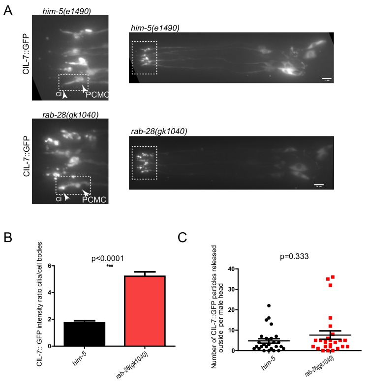 Figure 4—figure supplement 2.