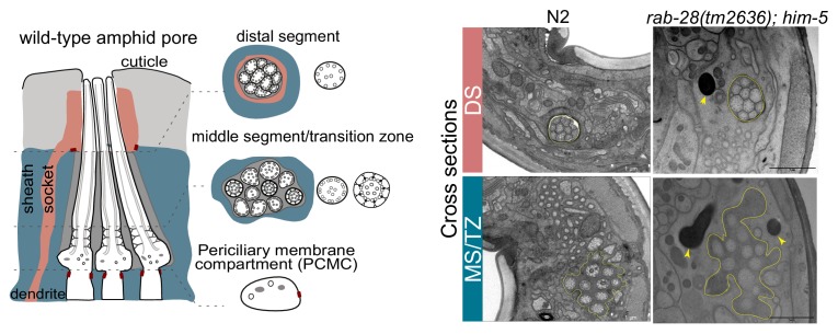 Figure 6—figure supplement 1.