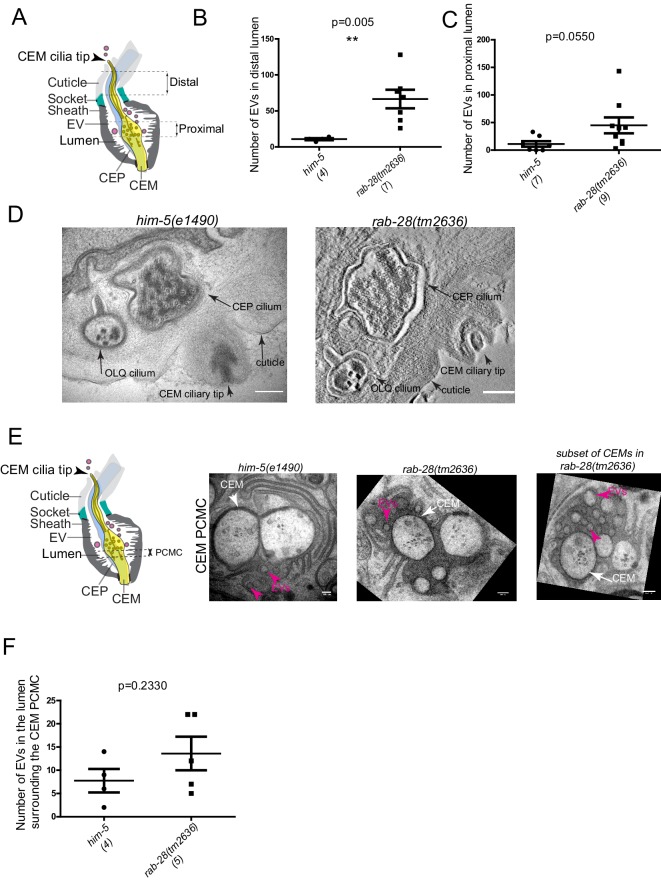 Figure 5—figure supplement 1.