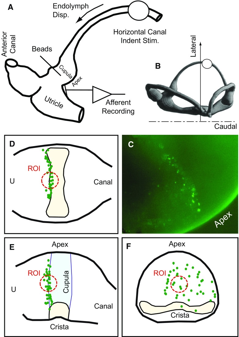 FIG. 1