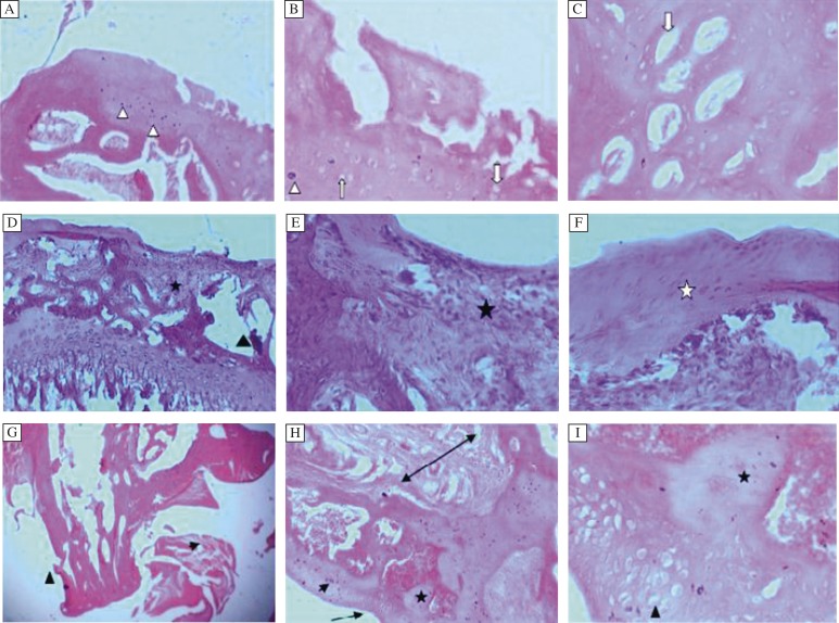 Fig. 2A,