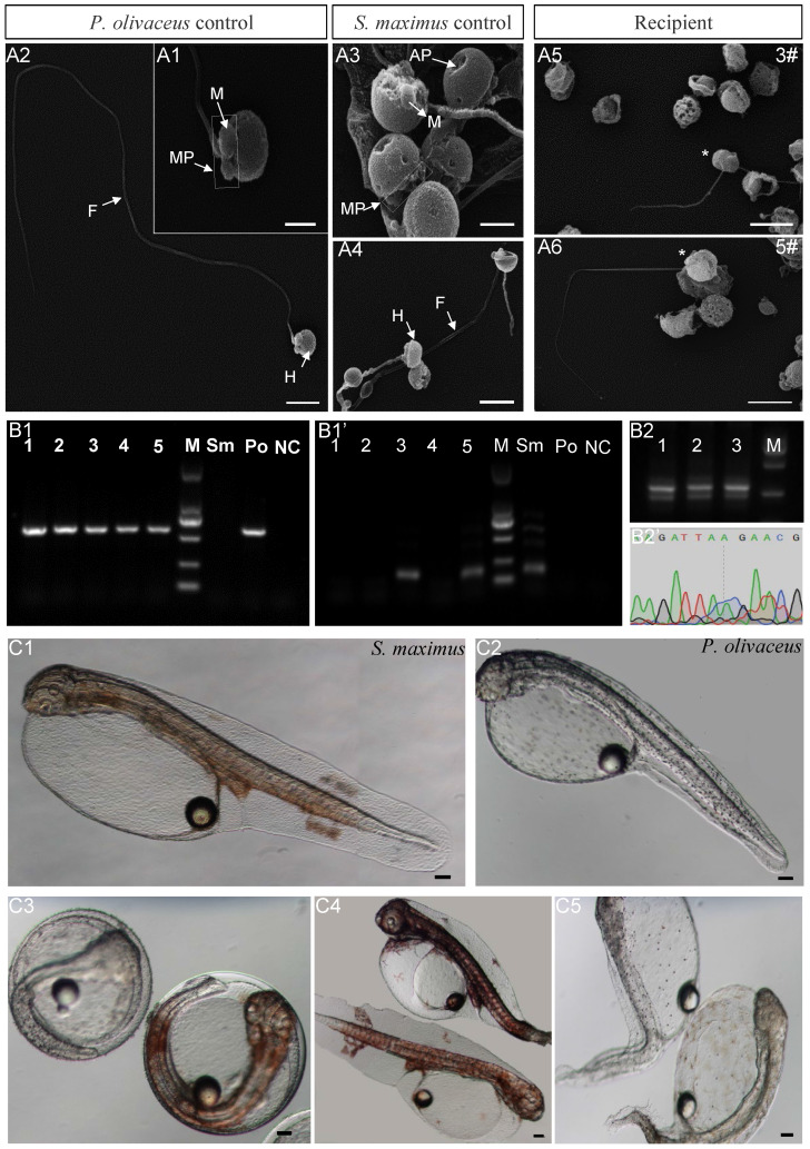 Figure 5