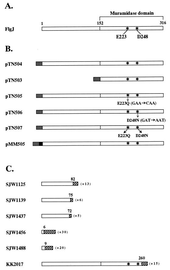 FIG. 1