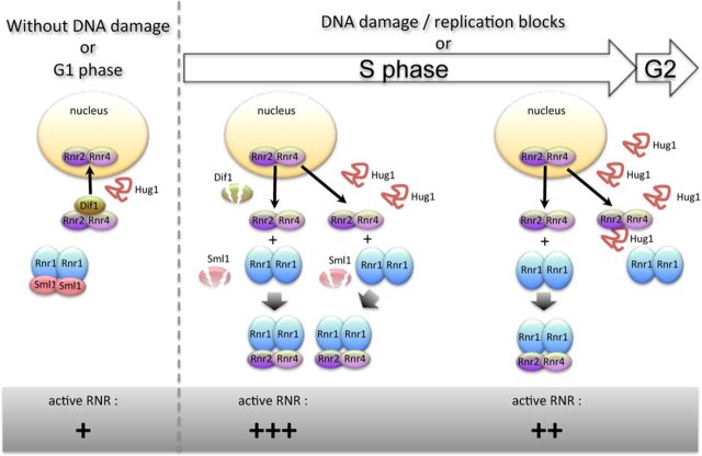 Figure 7.