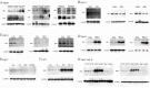 Supplementary fig. 1