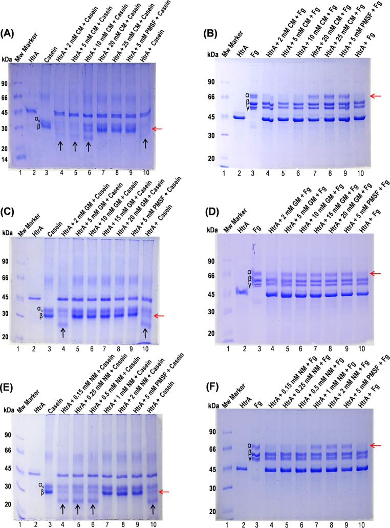 Inhibition of Listeria Monocytogenes HtrA Protease with Camostat ...