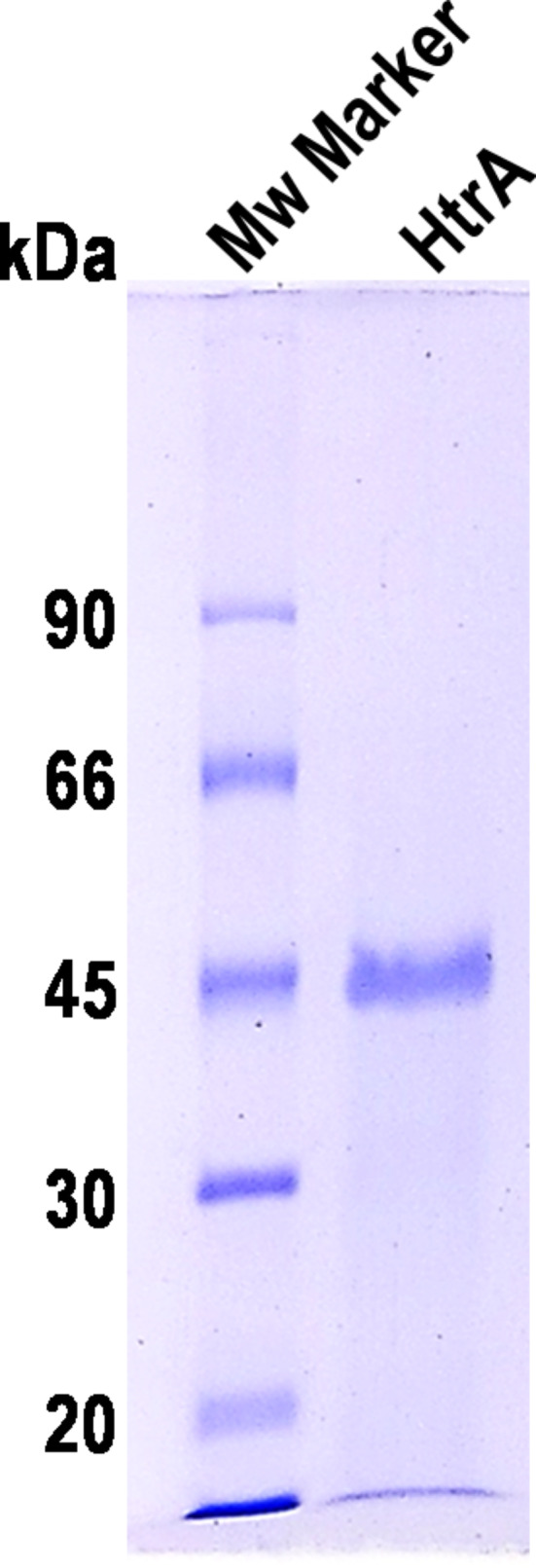 Inhibition of Listeria Monocytogenes HtrA Protease with Camostat ...