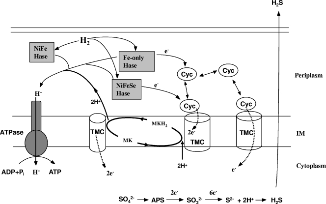 FIG. 1.