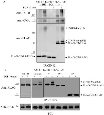 Fig 3.