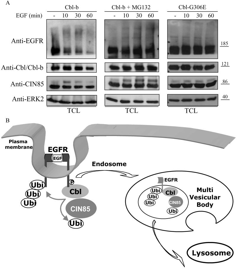 Fig 4.