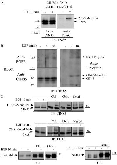 Fig 1.