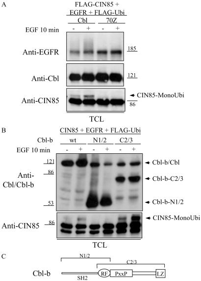 Fig 2.