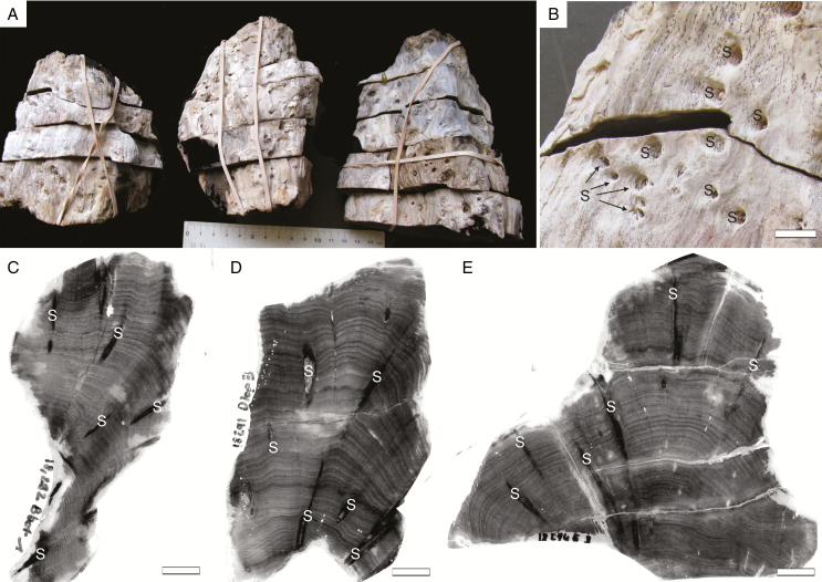 Fig. 2.