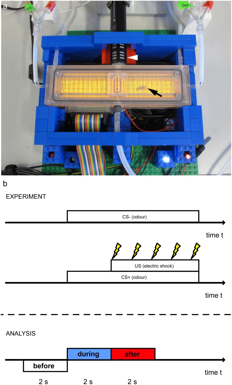 Fig 1