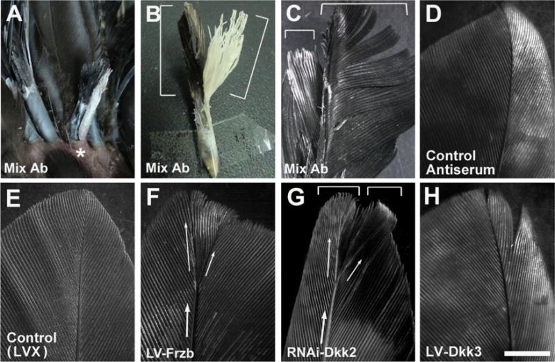 Fig. 8