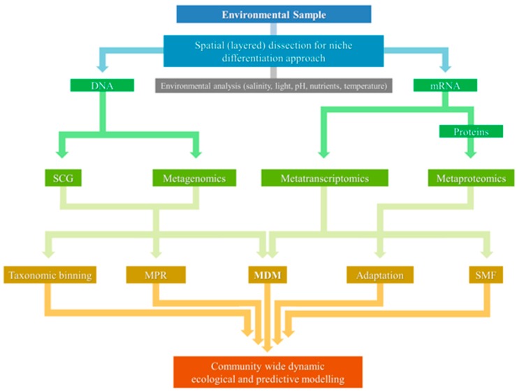 Molecular Ecology Of Hypersaline Microbial Mats: Current Insights And 