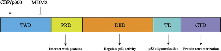 FIGURE 3