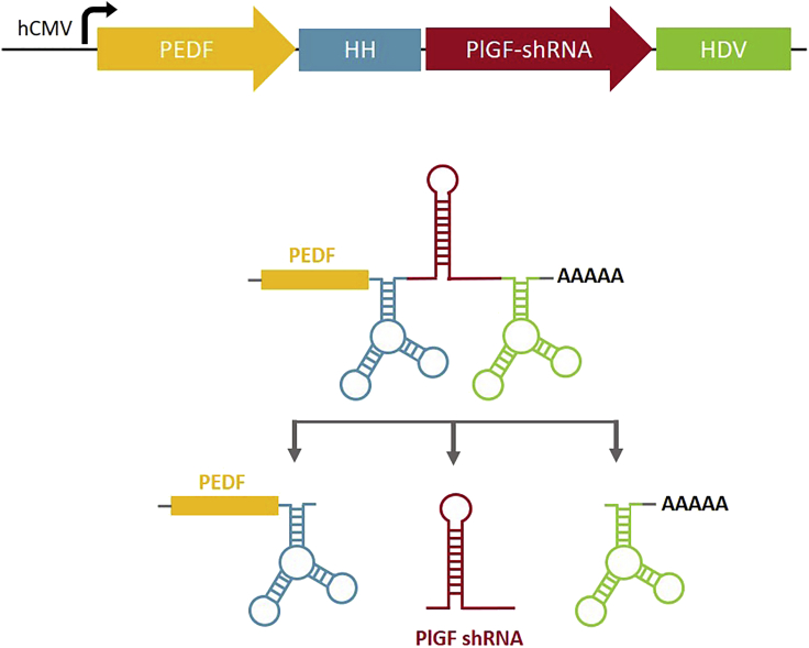 Figure 1