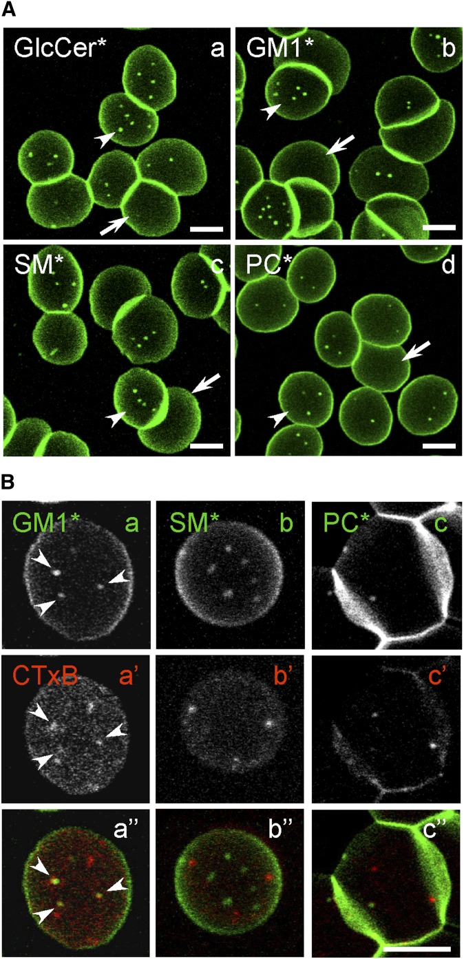 Fig. 1.