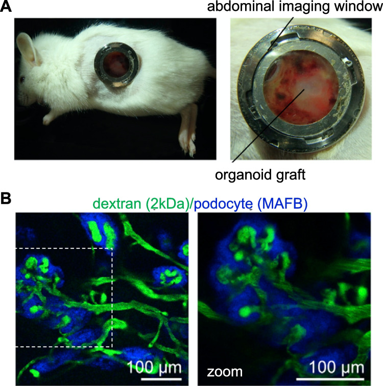 Fig. 2