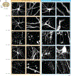 Extended Data Figure 9 |