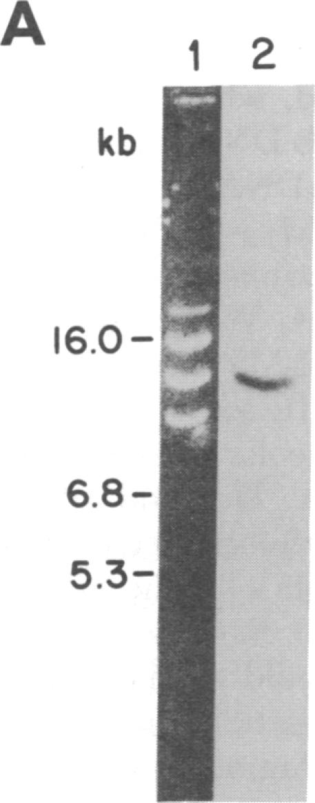 graphic file with name pnas00492-0308-a.jpg