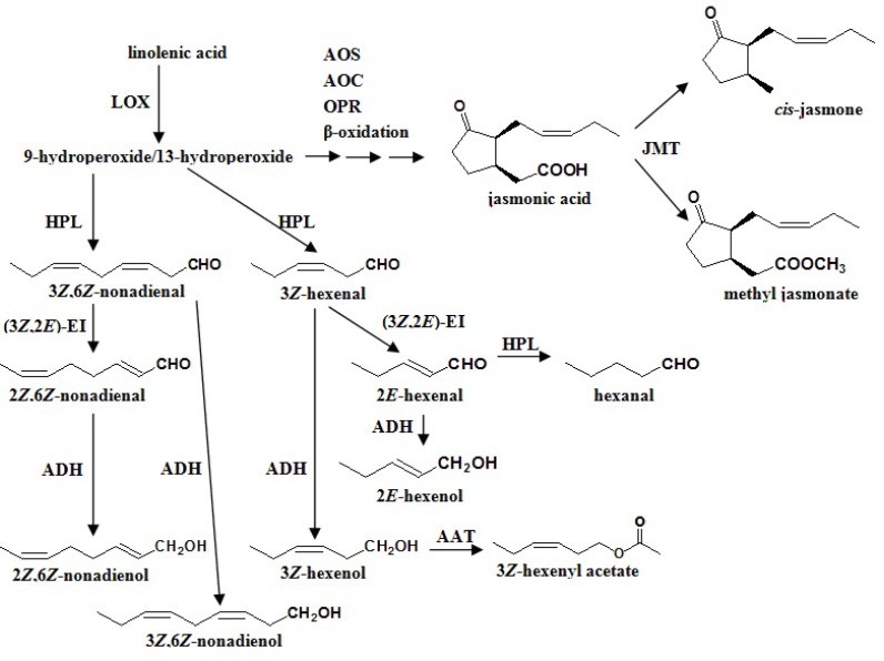 Scheme 1