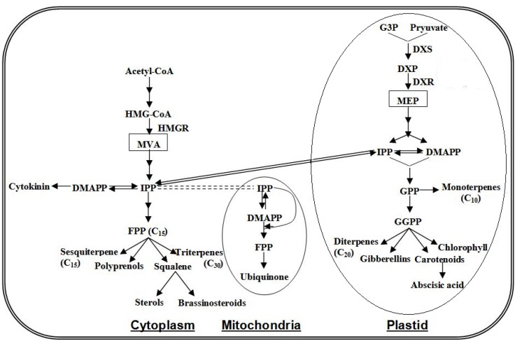 Scheme 3