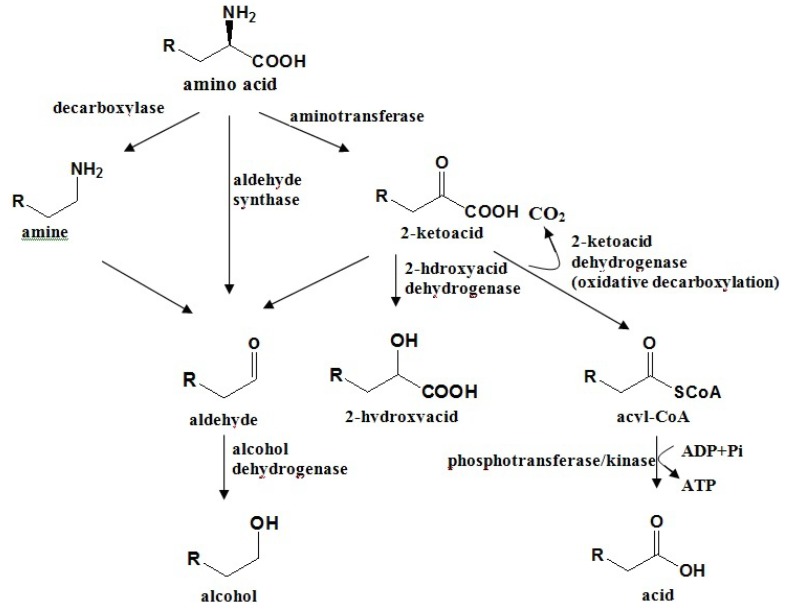 Scheme 2