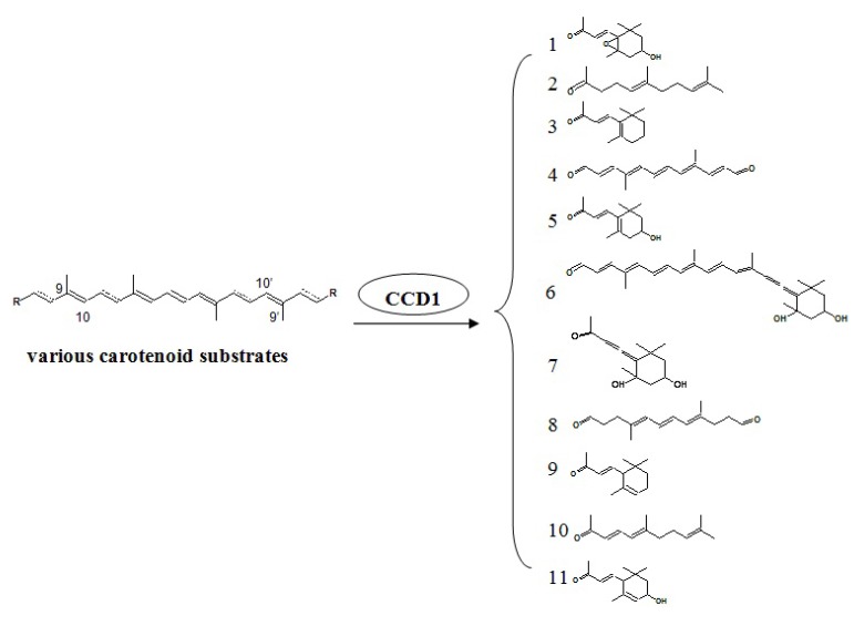 Scheme 4