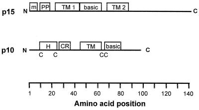 FIG. 8.