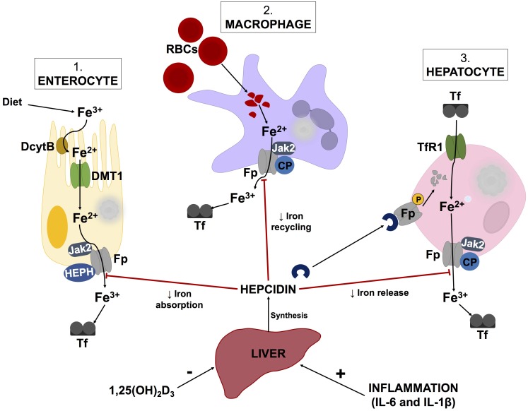 FIGURE 2