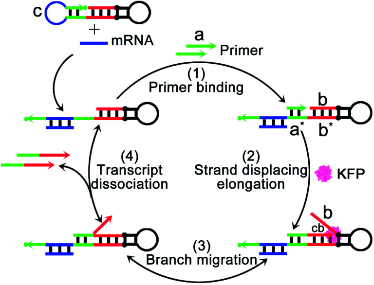 Scheme 1