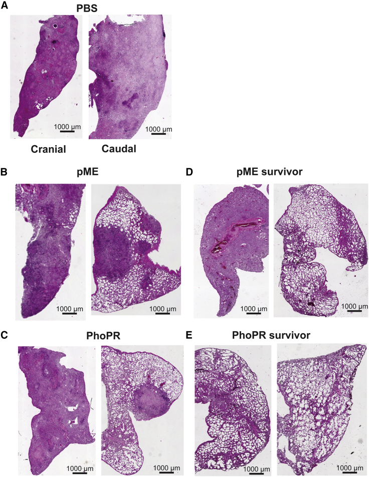 Figure 5