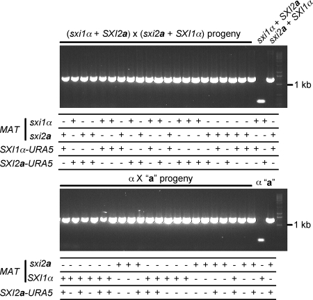 FIG. 6.