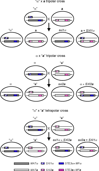 FIG. 2.