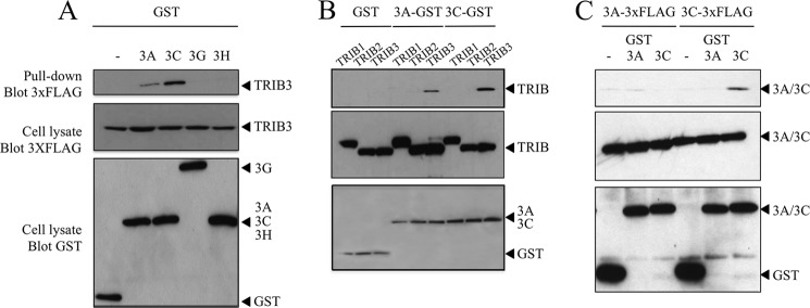 FIGURE 1.