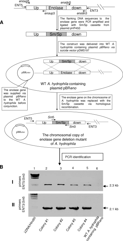 FIG. 7.