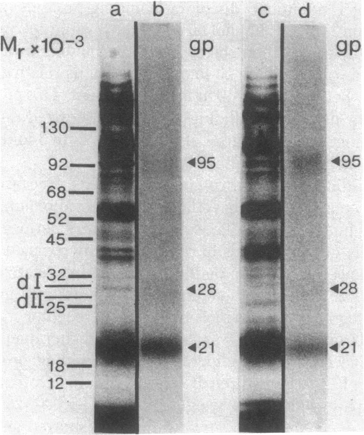 graphic file with name pnas00655-0161-a.jpg