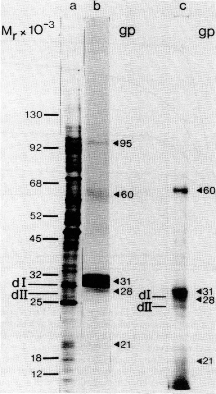 graphic file with name pnas00655-0160-a.jpg