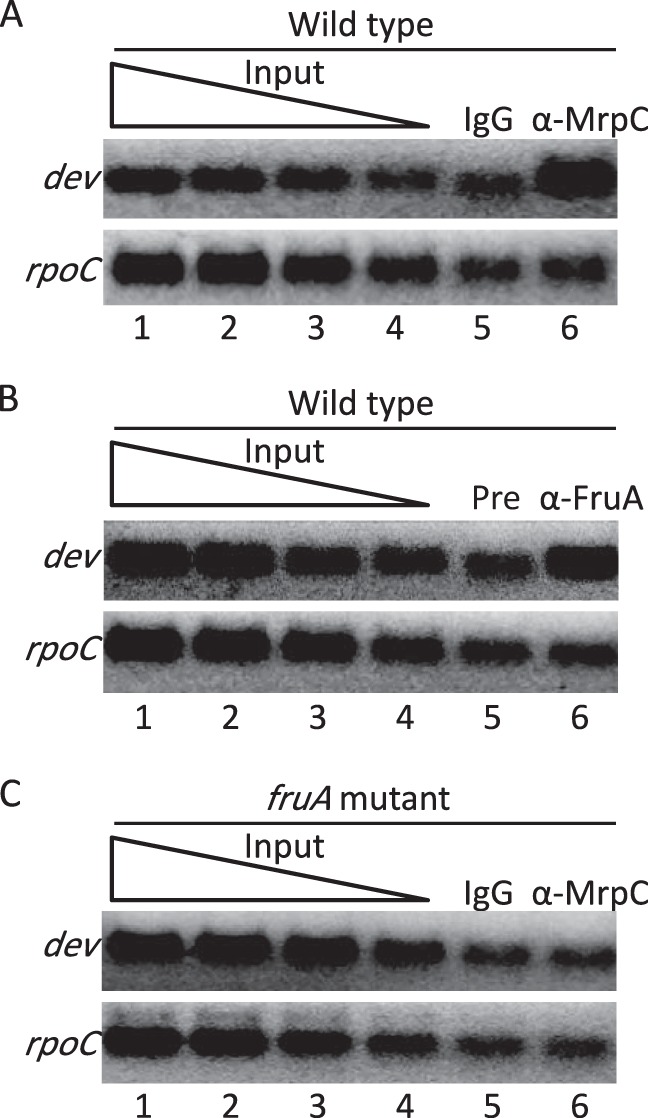 FIG 2