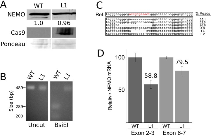 Fig 6