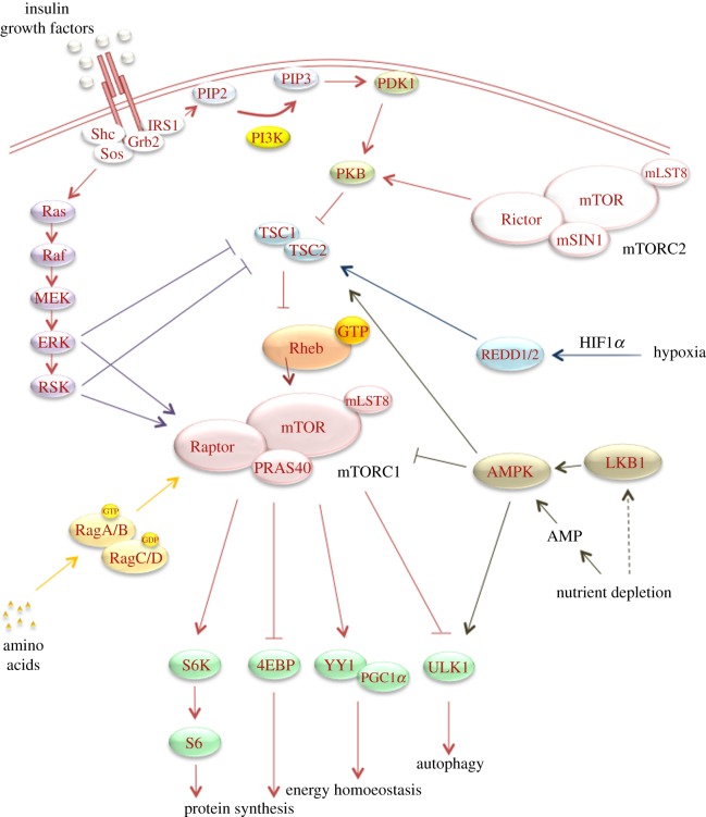 Figure 1.