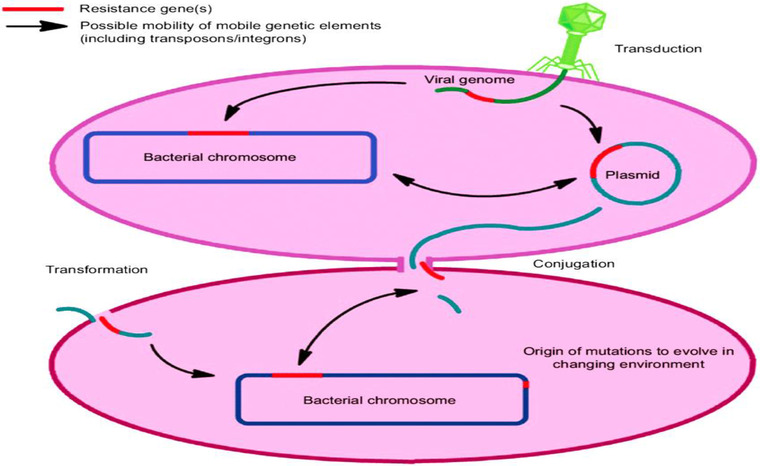 FIGURE 2