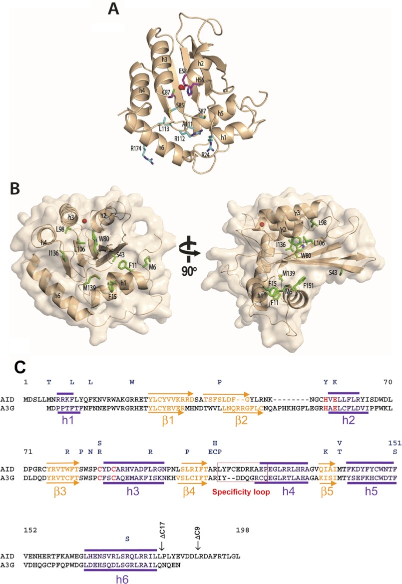 FIGURE 1.